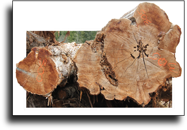 Cedar raw logs